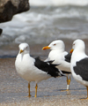 1cy fuscus in August, ringed in Finland. (81365 bytes)